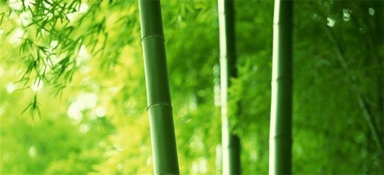 Bambu kömür1